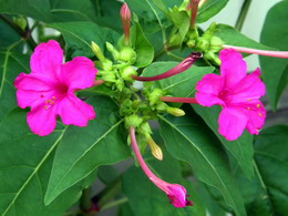 لاله عباسی